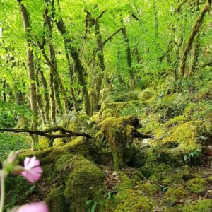 le paysage extraordinaire de nature luxuriante aux gorges de l'auvezere