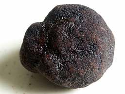 Truffe noire du Périgord